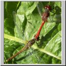 Sympetrum sanguineum - Blutrote Heidelibelle 02.jpg